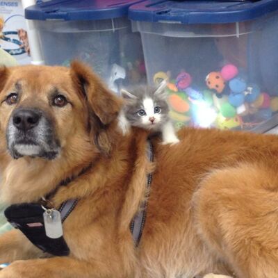 Čudo od psa: Preživeo uragan, a sada pomaže drugim životinjama! (FOTO)