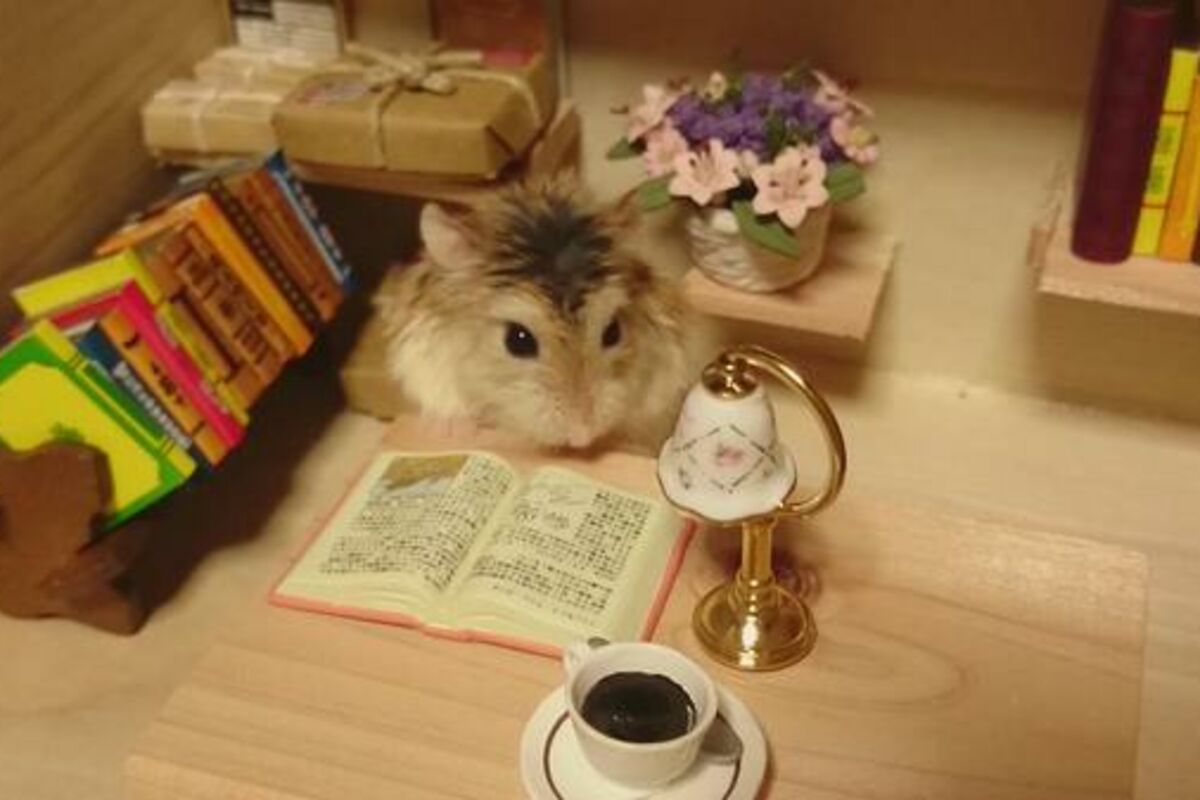 Напиши хомячок. Мышки в книжке. Хомячок с книжкой. Школа хомячков. Хомяк с книжкой.
