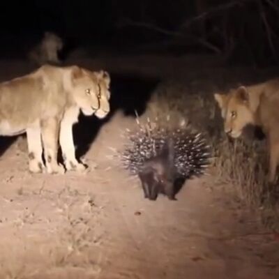 Sam protiv 17 lavova: Mališan koji je hrabrošću pobedio čopor divljih mačaka! (VIDEO)