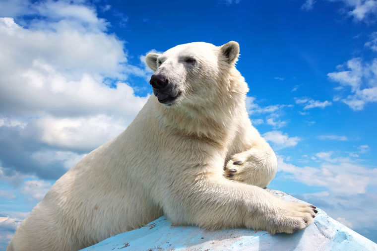 Da li ste znali: Zašto polarnim medvedima smrde šape?