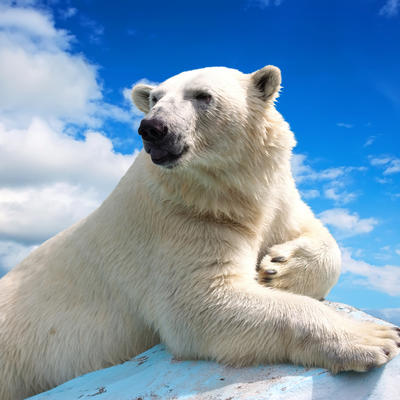 Polarni medvedi stigli u rusko selo: Stručnjaci tvrde da ih je privukla hrana!