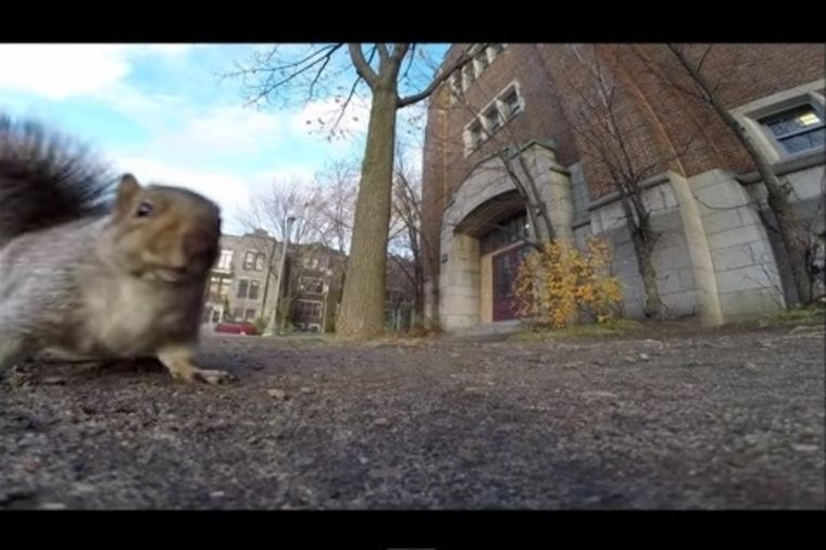 Urnebesno: Veverica ukrala kameru i zbrisala na drvo!