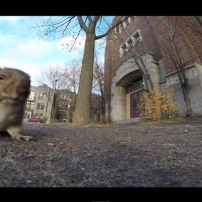 Urnebesno: Veverica ukrala kameru i zbrisala na drvo!