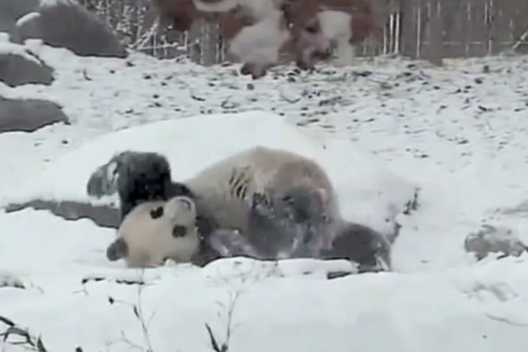 Da li je iko srećniji od njega: Pandina igra na snegu će vam ulepšati dan! (VIDEO)