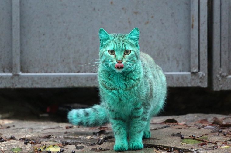 Ova mačka je stvarno zelena: Životinja kakvu nikad niste videli šeta ulicama Bugarske (FOTO)
