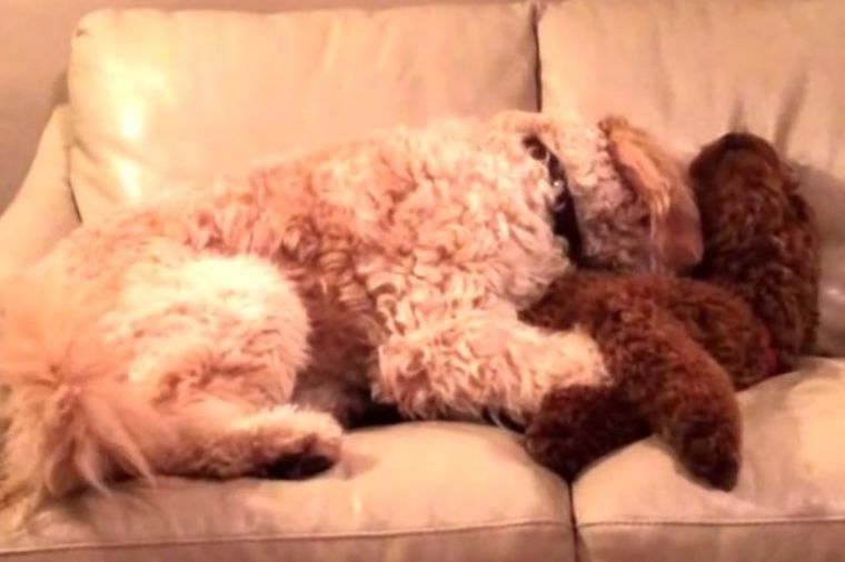 Pas se mučio u snu, ali noćne more su nestale zahvaljujući jednom zagrljaju! (VIDEO)