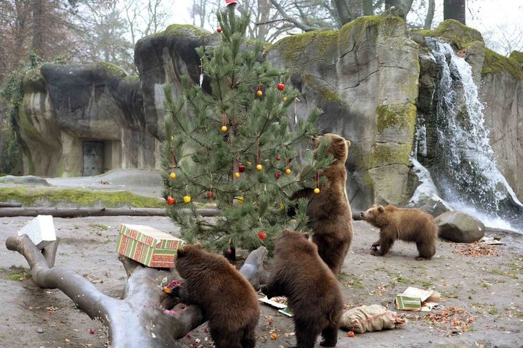 Mede odlepile za novogodišnjom jelkom: I životinje se raduju praznicima! (FOTO)