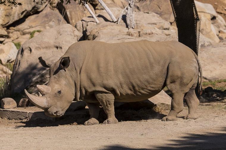 Pred potpunim istrebljenjem: U svetu postoji svega pet severnih belih nosoroga!