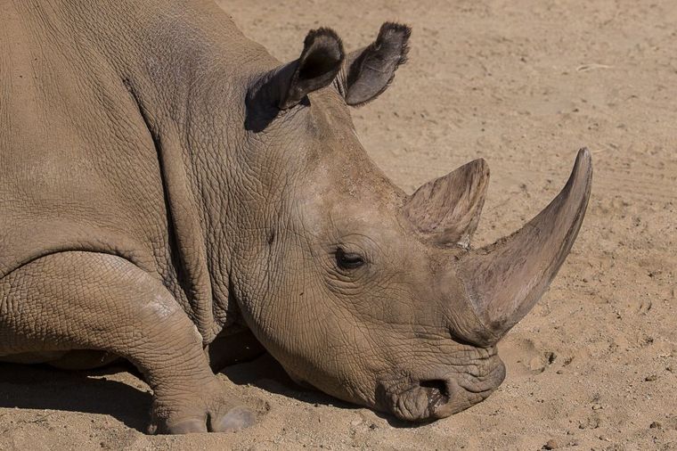 Tužni rekord za nosoroge: Lovokradice u 2014. ubile više od 1.200 jedinki!