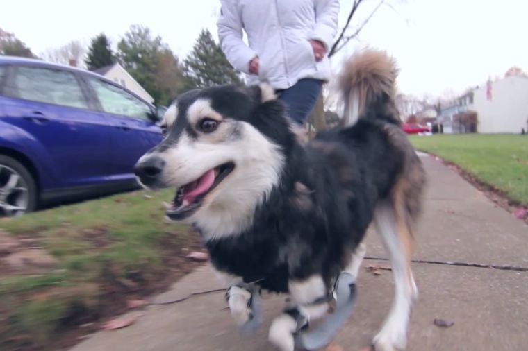 Prvi put potrčao: Pas rođen sa deformitetom dobio proteze zahvaljujući 3D štampaču! (VIDEO)