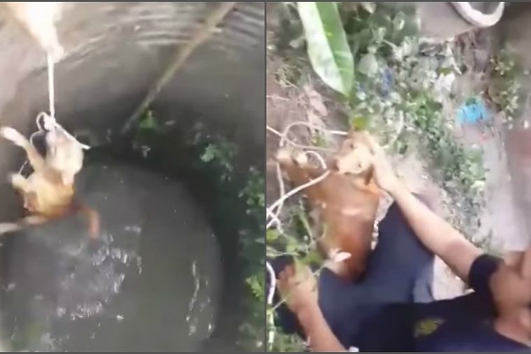 Dramatično spašavanje iz bunara: Pas ne odustaje od života ni nakon osam neuspelih pokušaja! (VIDEO)