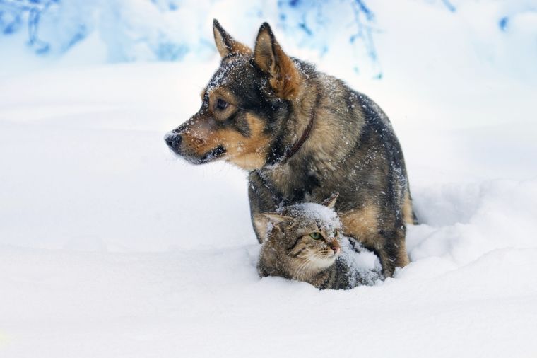 Da prežive hladnu zimu: Pančevci postavljaju kućice za pse i mačke lutalice!