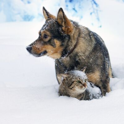 Da prežive hladnu zimu: Pančevci postavljaju kućice za pse i mačke lutalice!