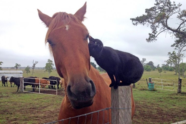 U dalekoj zemlji Australiji: Rodilo se neraskidivo prijateljstvo konja i usvojene mace! (FOTO)