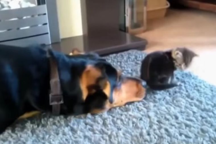 Psi i mačke kao muškarci i žene: Primećujete li sličnosti? (VIDEO)