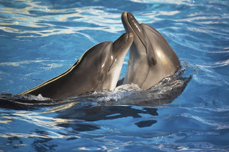 I životinje imaju osećanja: Delfini tuguju za uginulim članovima porodice!