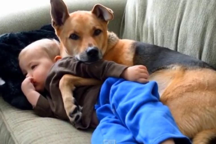 Ovo se zove privrženost: Pas brine o bolesnom dečaku! (VIDEO)