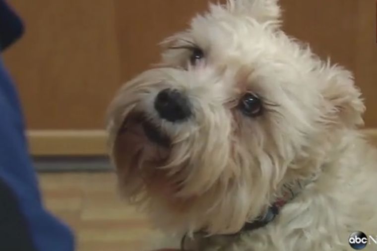 Ljubav jača od svega: Pas nije mogao više da izdrži, pa se ušunjao u bolnicu kod vlasnice! (VIDEO)
