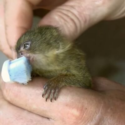 Najslađi majmunčić na svetu: Siroče marmozeta obožava da bude češkano! (VIDEO)