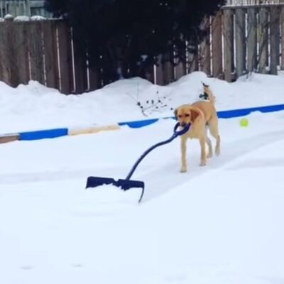 Kad sneg dojadi i ljubimcima: Labradorka krenula sama da ga čisti lopatom! (VIDEO)