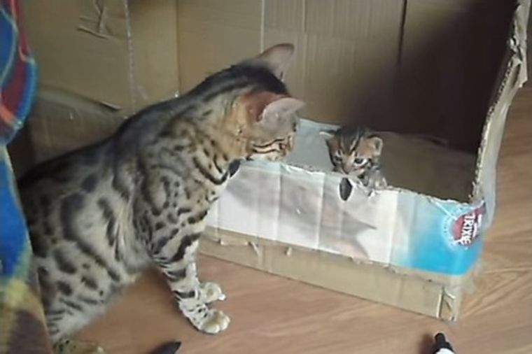 Nasmejaće vas: Kad mama maca priča sa mačićima! (VIDEO)