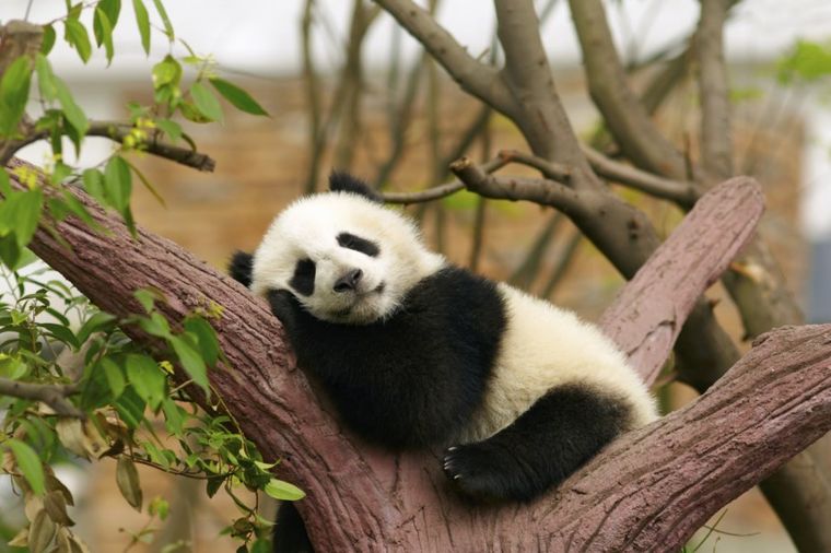 Neverovatno: Panda glumila trudnoću da bi dobila bolju hranu!