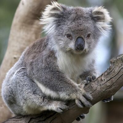 Šokantan potez vlasti Australije: Ubili 700 koala jer nisu imale šta da jedu!