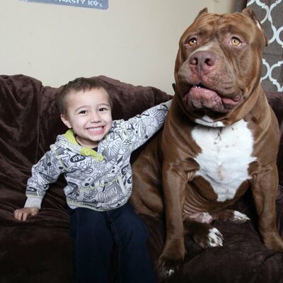 Neverovatan pas: Dečak (3) odrastao uz džinovskog pitbula! (FOTO)