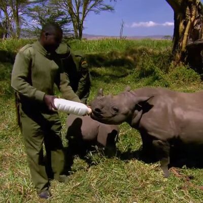 Prizor koji će vas raznežiti: Beba nosorog uživa u flašici mleka! (VIDEO)