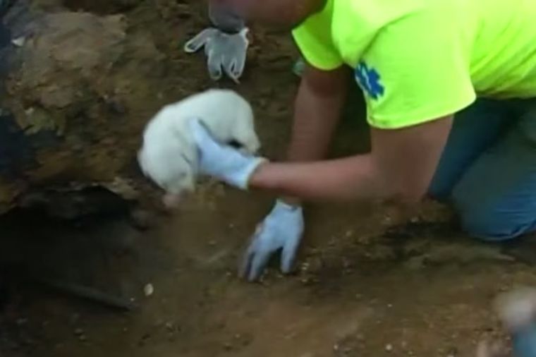 Majčinski instinkt jači od požara: Kuja zakopala 9 mladunaca da ne bi uginuli! (VIDEO)