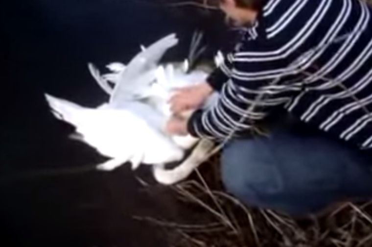 Pratio je krik povređene životinje: Naišao je na nešto neočekivano! (VIDEO)