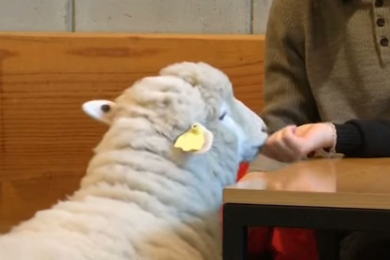 Originalni konobari: U ovom kafiću poslužiće vas ovce! (VIDEO)