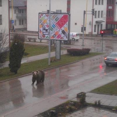 Medved na ulicama Pala: Stanovnici u panici trčali u obližnje ulaze!