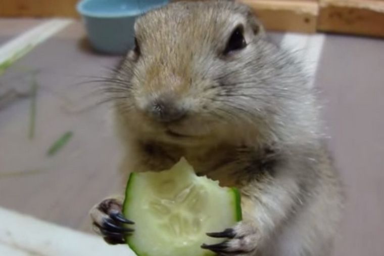 I veverica zna šta je zdravo: Kako slatko gricka krastavčić! (VIDEO)