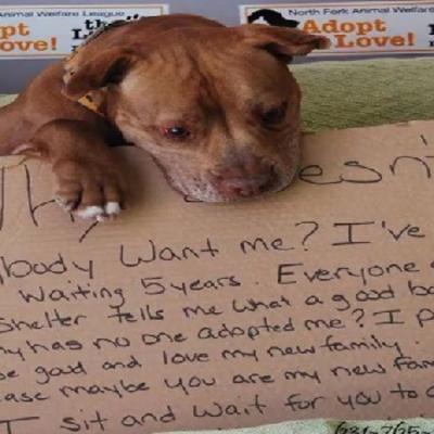 5 godina čekao da ga neko usvoji: Pas koji je rasplakao svet sada ima novi život! (FOTO)