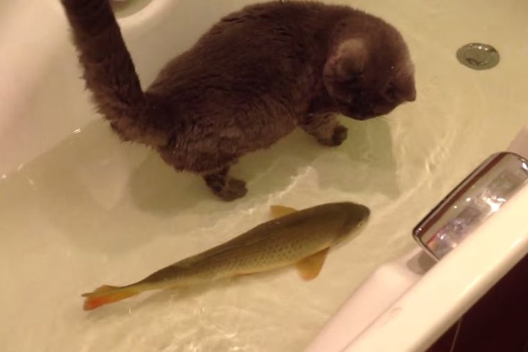 Maca u kadi sa ribom: Iznenadiće vas njena reakcija! (VIDEO)