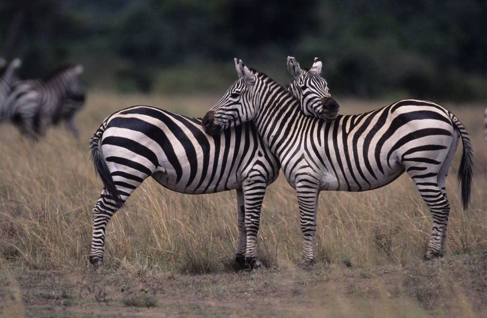 Zebra, Zebre