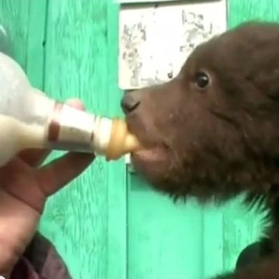 Medvediću lovci ubili majku: Dom pronašao u jednoj ruskoj porodici! (VIDEO)