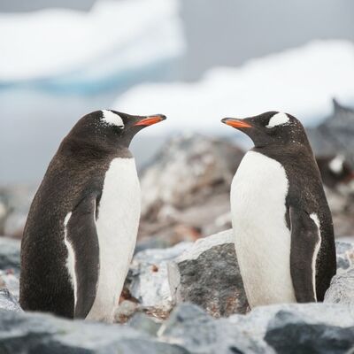 Dan pingvina: Najneverovatnija živa stvorenja na zemlji!