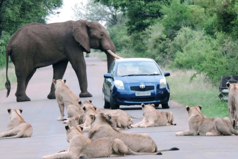 Svet ostao bez daha: Kad upadneš između slona i čopora lavova! (FOTO)