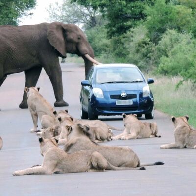 Svet ostao bez daha: Kad upadneš između slona i čopora lavova! (FOTO)