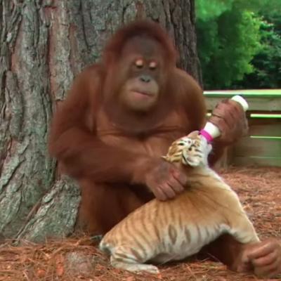 Ljubav ne poznaje granice i rase: Dobroćudni orangutan odgaja tigrove! (VIDEO)