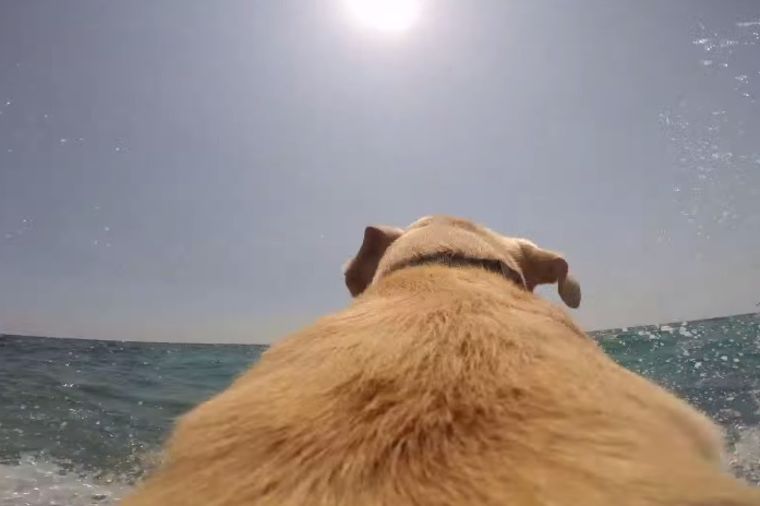 Labrador bi da se brčka: Voli more više od svega! (VIDEO)