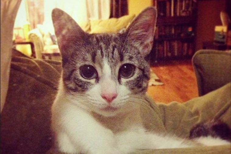 Mačka koja inspiriše svet: Njena tužna priča će vas naučiti ozbiljnoj lekciji!