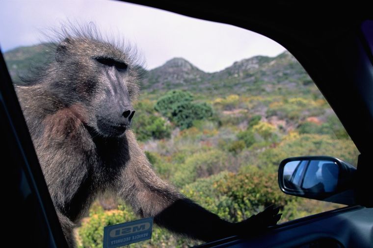 Majmun pred ogledalom: Video svoj odraz, pa se slatko zbunio! (FOTO)