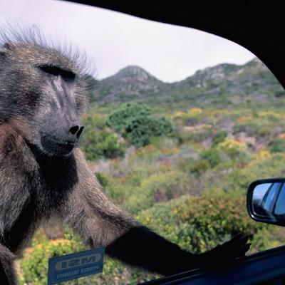 Majmun pred ogledalom: Video svoj odraz, pa se slatko zbunio! (FOTO)