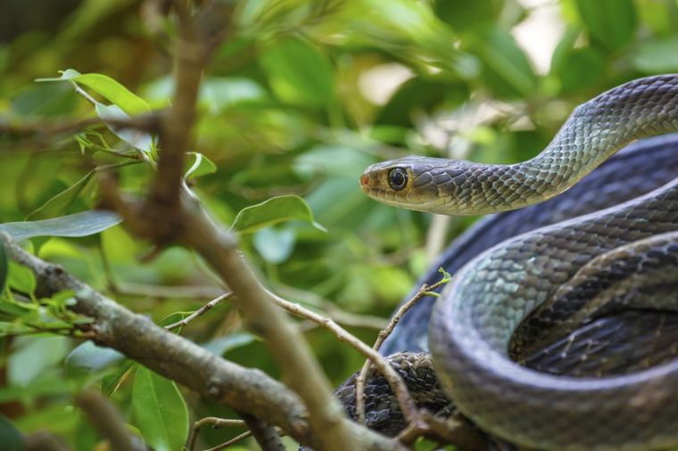 Najezda zmija u Srbiji: Šta učiniti ako sretnete gmizavca