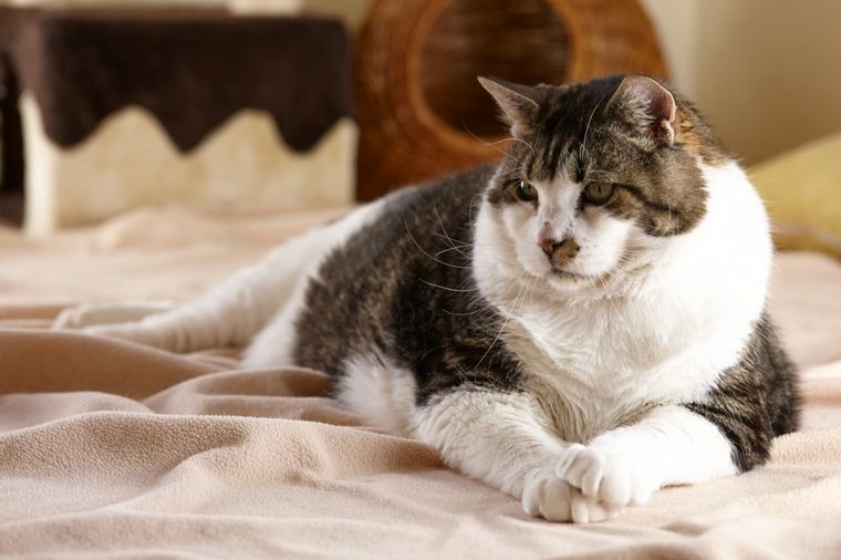 Najdeblja mačka na svetu na dijeti: Ako ne smrša, uginuće od dijabetesa! (FOTO)