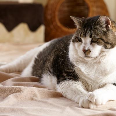 Najdeblja mačka na svetu na dijeti: Ako ne smrša, uginuće od dijabetesa! (FOTO)