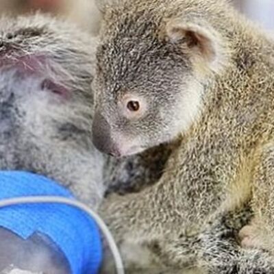 Mama, moraš da se probudiš: Mladunče koale rasplakalo ceo svet! (FOTO)